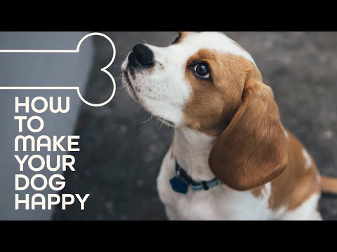 how to keep your dog happy - Happy dogs - how to have a happy dog