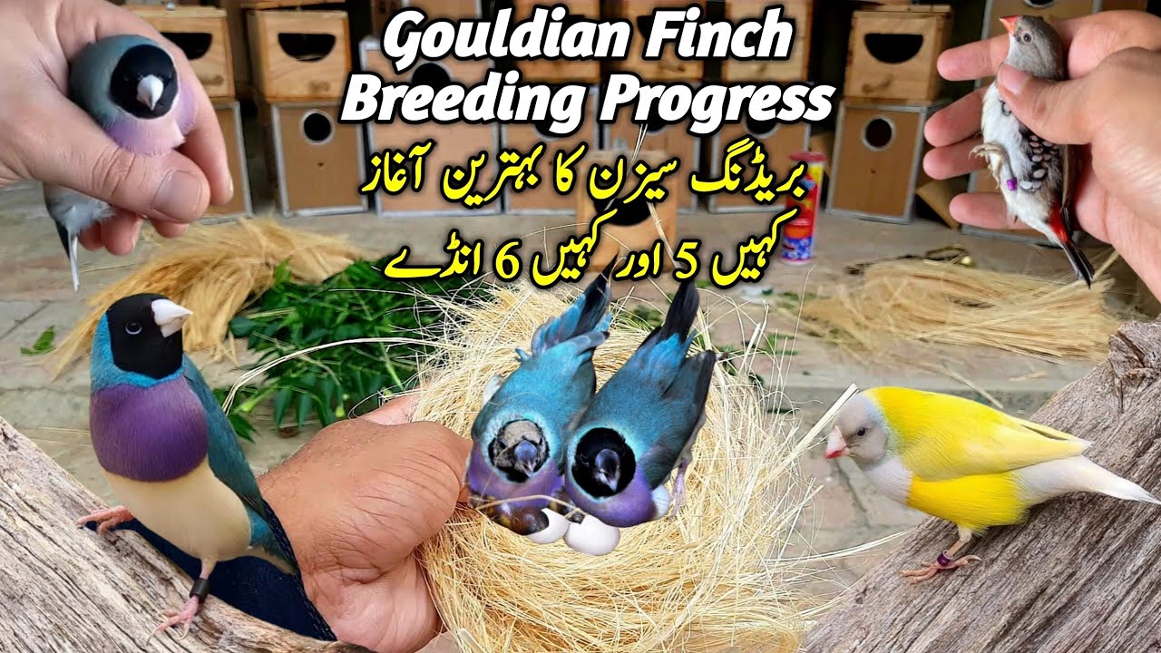 Gouldian Finch Breeding Progress || Lady Gouldian Finch Breeding Tips