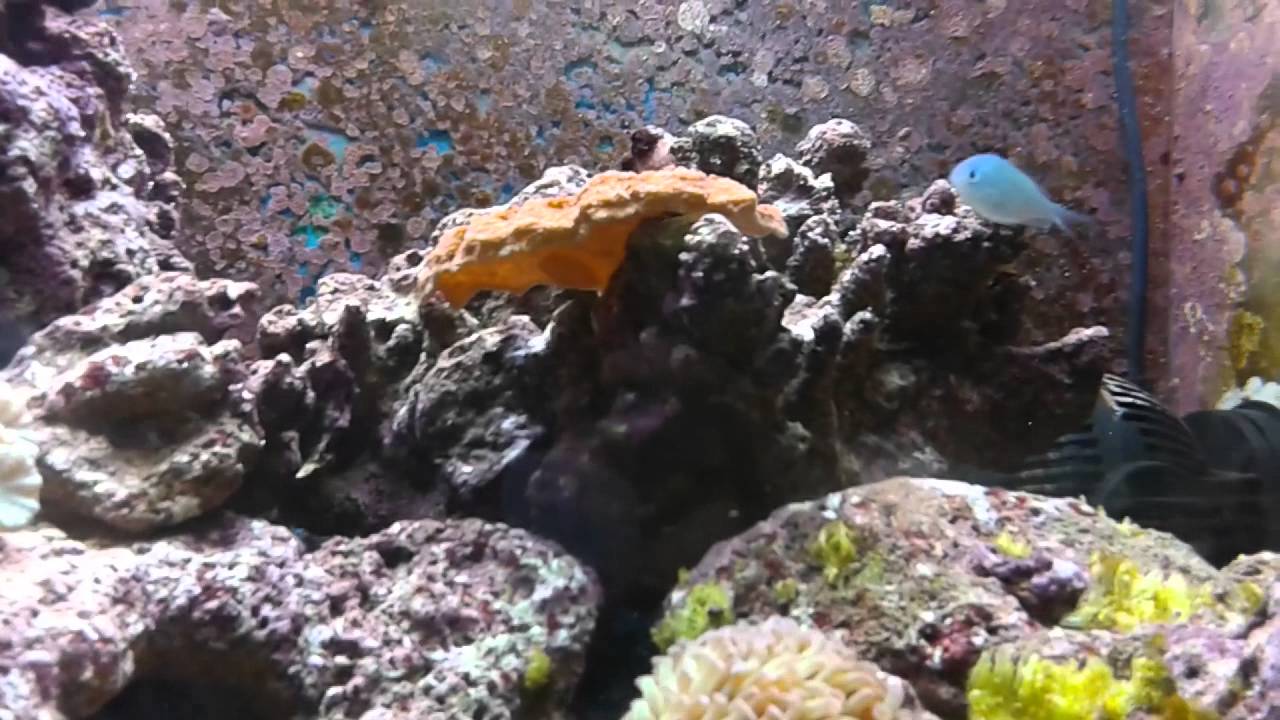 Il mio acquario marino - YouTube