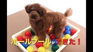 カラーボールでブールを作ってみた！愛犬トイプードルの反応は！？