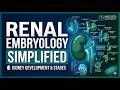 Renal Embryology | USMLE Step 1 High-Yield [ Hindi]
