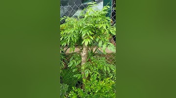 Bán cây cóc Thái gốc khủng đang quả 0977973535