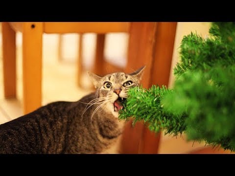 cats-vs.-christmas-tree.-funny-compilations