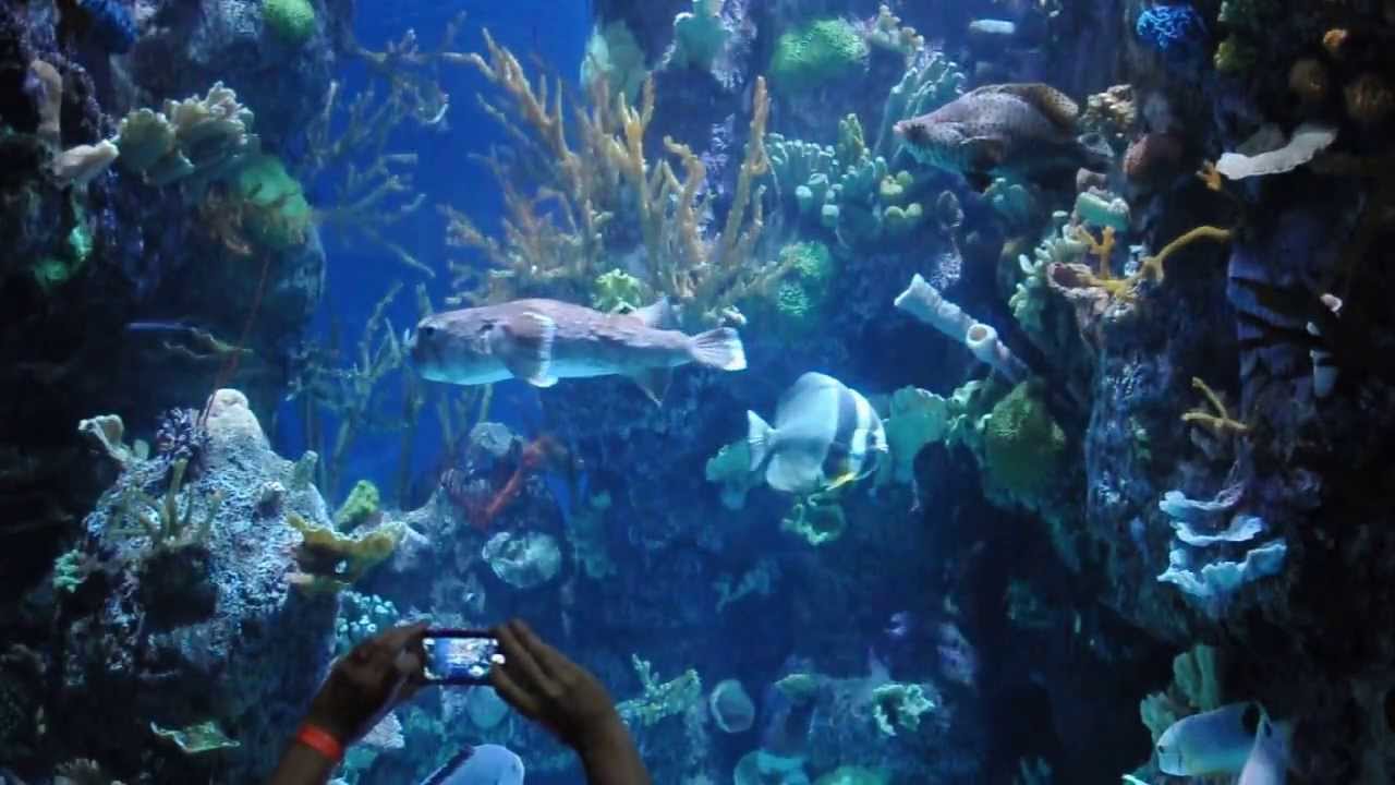 shedd aquarium shedd aquarium