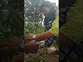 আন্টি দের বাড়ির 😍😍🥰#viralvideo #youtubeshorts #gardening