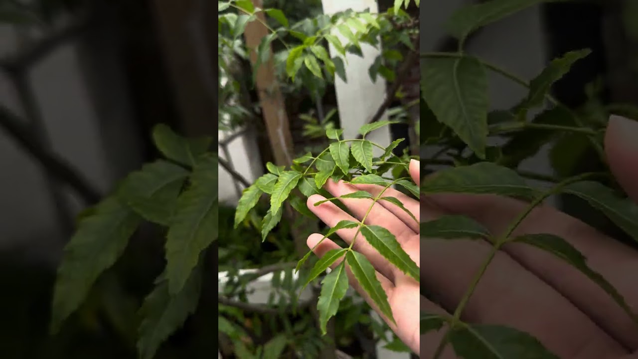 Xem vuong cay o my cua minh co gi ah 