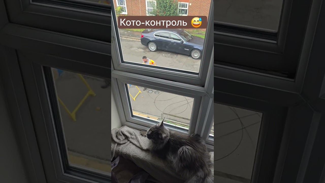 Кото контроль 