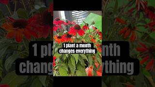 The monthly garden trick 🌸 Build a garden with blooms year-round, 1 plant at a time. #plantingtips