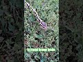 0.1 Pastel Orange Dream #pastel #orange #dream #shortvideo #shorts #short #shortsvideo #snake #pets