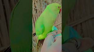 Raw parrot | Parrot talking #parrot #shortsfeed #youtubeshorts #birds #talkingparot