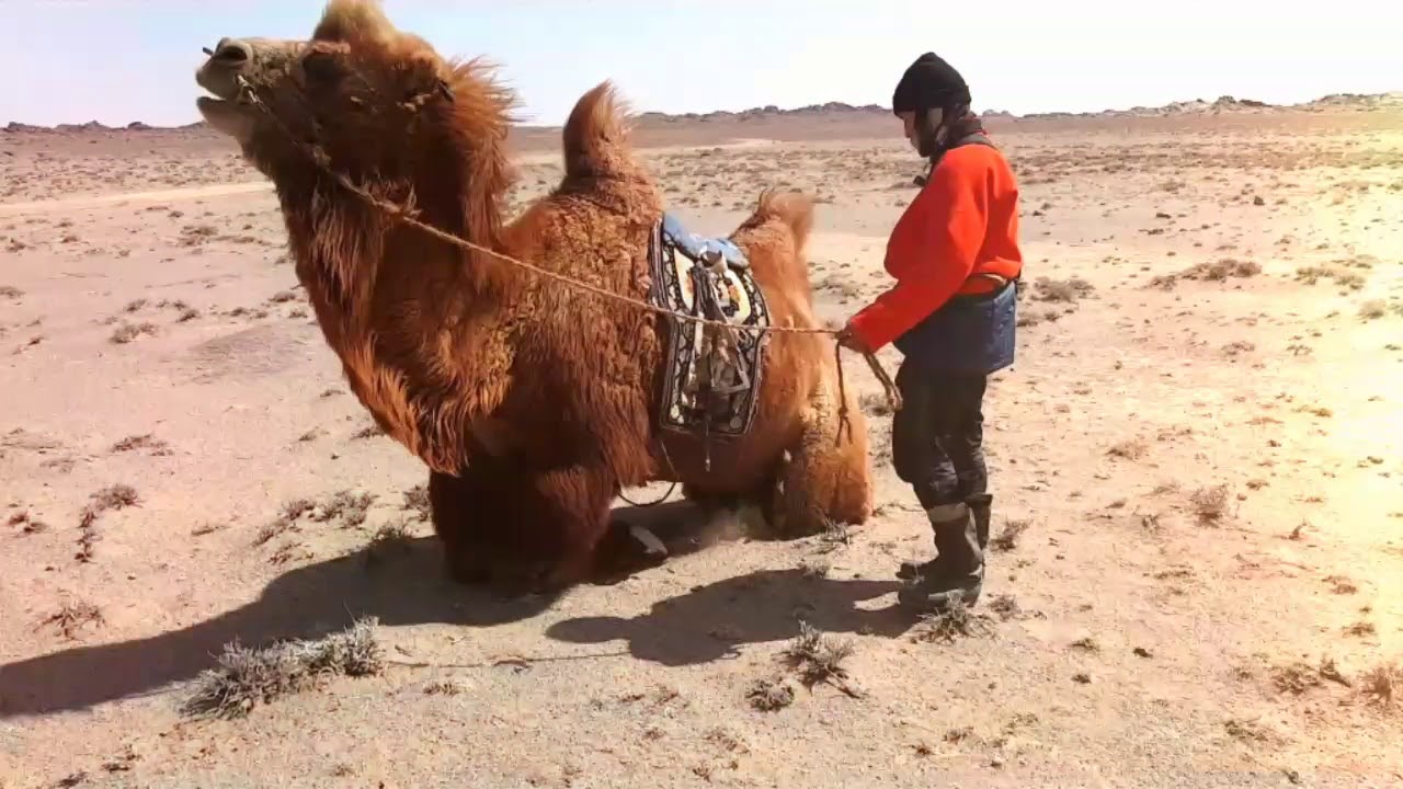 Тэмээ унах гоё шүү тэ