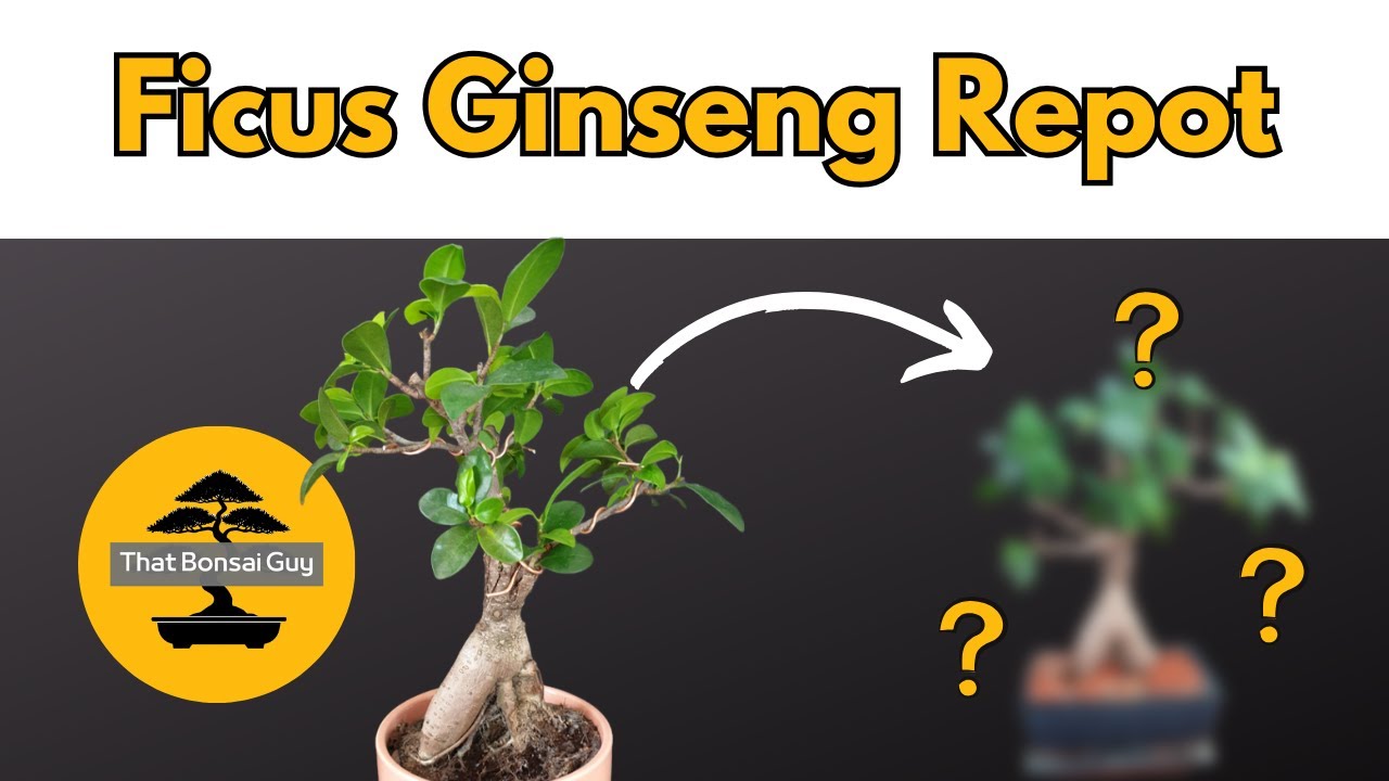 Repotting Ficus Ginseng Microcarpa Bonsai