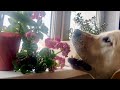 Собаки съели цветы с подоконника | стаффорд и лабрадор