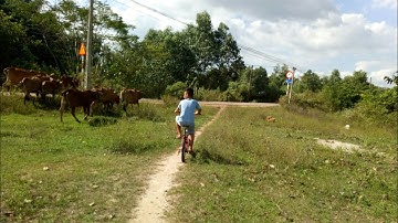 bẫy rắn hổ ngựa lần đầu tiên bấm máy vào nghề YouTube . snake trap 1 : horse cobra