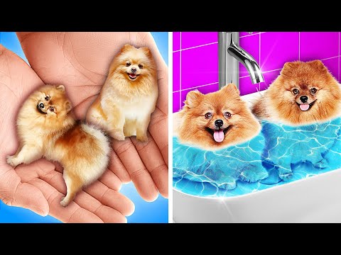 Video: Köpek Takıntılı İnsanlar için DIY Tote Çanta Eğitimi