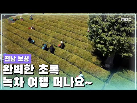 완벽한 초록 녹차 소풍 떠나요 [오매전라도_광주MBC_2021.05.06]