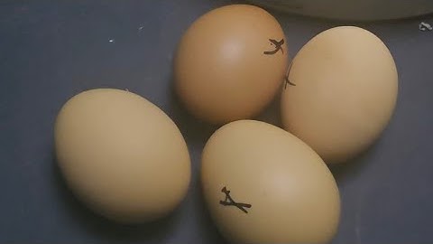 UPDATE‼️ Lets check the eggs to see if they will hatch. 11/5/25.