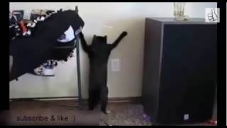 Awesome Cat   awesome! 10 cat facts you need to know   earth unplugged