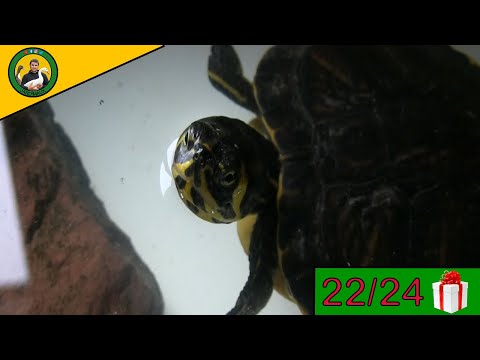 Vidéo: Turtles 101 : Comment Nettoyer Et Entretenir L'aquarium De Votre Tortue