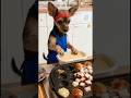 Ozzy na cozinheiro #ozzy