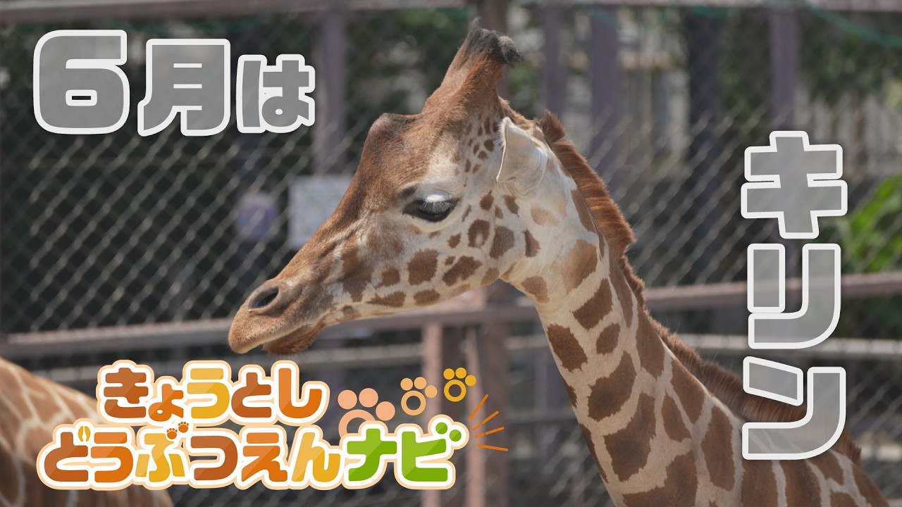 キリンの角（ツノ）は実は何本ある！？長～い首の骨の数は！？長いのは