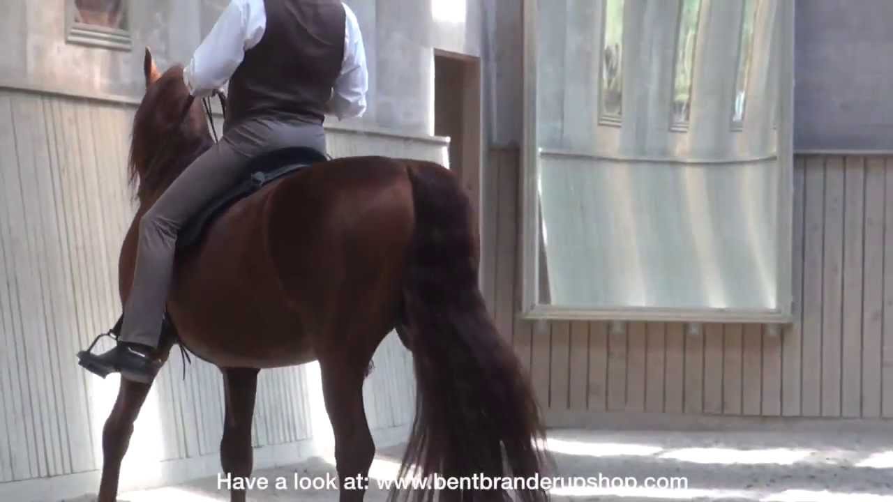 Bent Branderup Videoshop - Academic lower leg