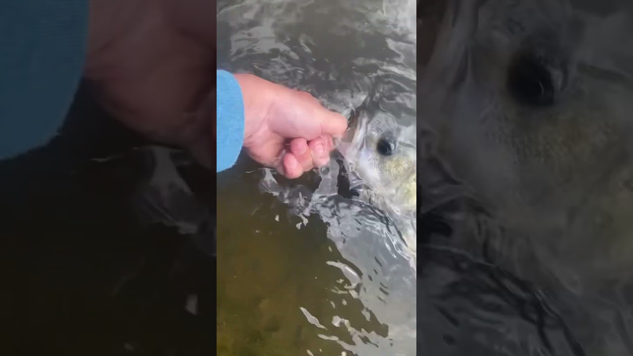 Not a bad bass while at Latrobe river