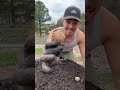 Time to #plant #potatoes in the #garden! 🥔🌿✨