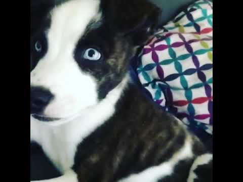 staffy x siberian husky