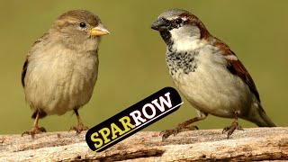 10 species of sparrows, which you probably don't know about||