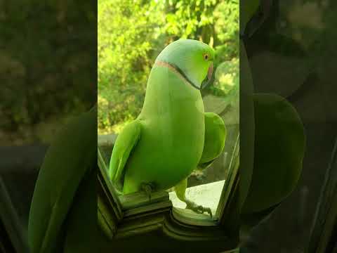 parrot