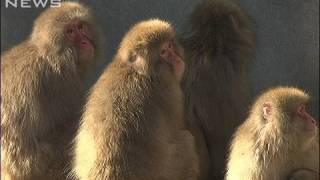 「北限のニホンザル」が上野動物園を逃げ出す（10/01/24）