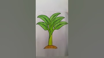 🍌 Easy Banana Tree Drawing for Beginners | কলাগাছ আঁকা সহজ উপায়