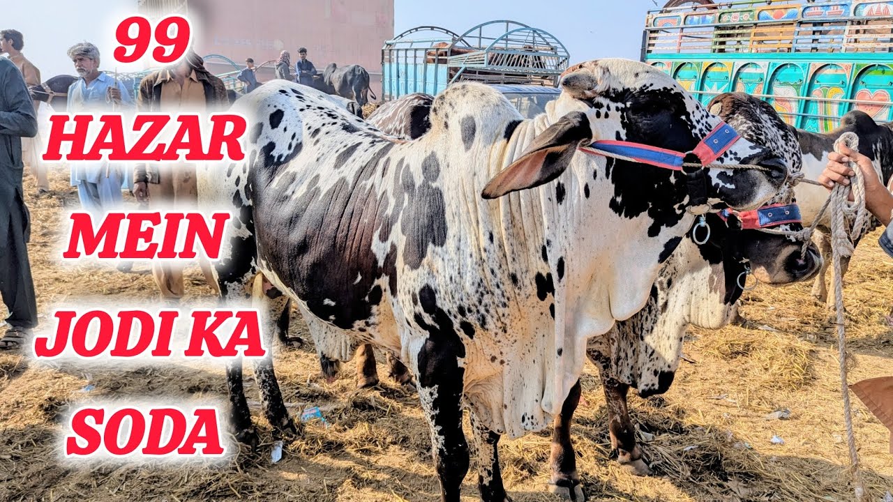 99 Hazar Mein Jodi Ka Soda 16 -1 -2026 Bhains colony cow mandi latest updates on Bakra Eid 2026