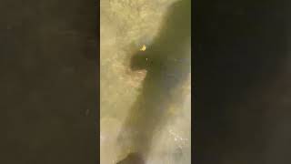 😮Huge soft shell turtle in the creek #shorts #missouri #creek #turtle #viral #reptile #nature