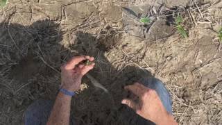 2017 Corn Stand Evaluation