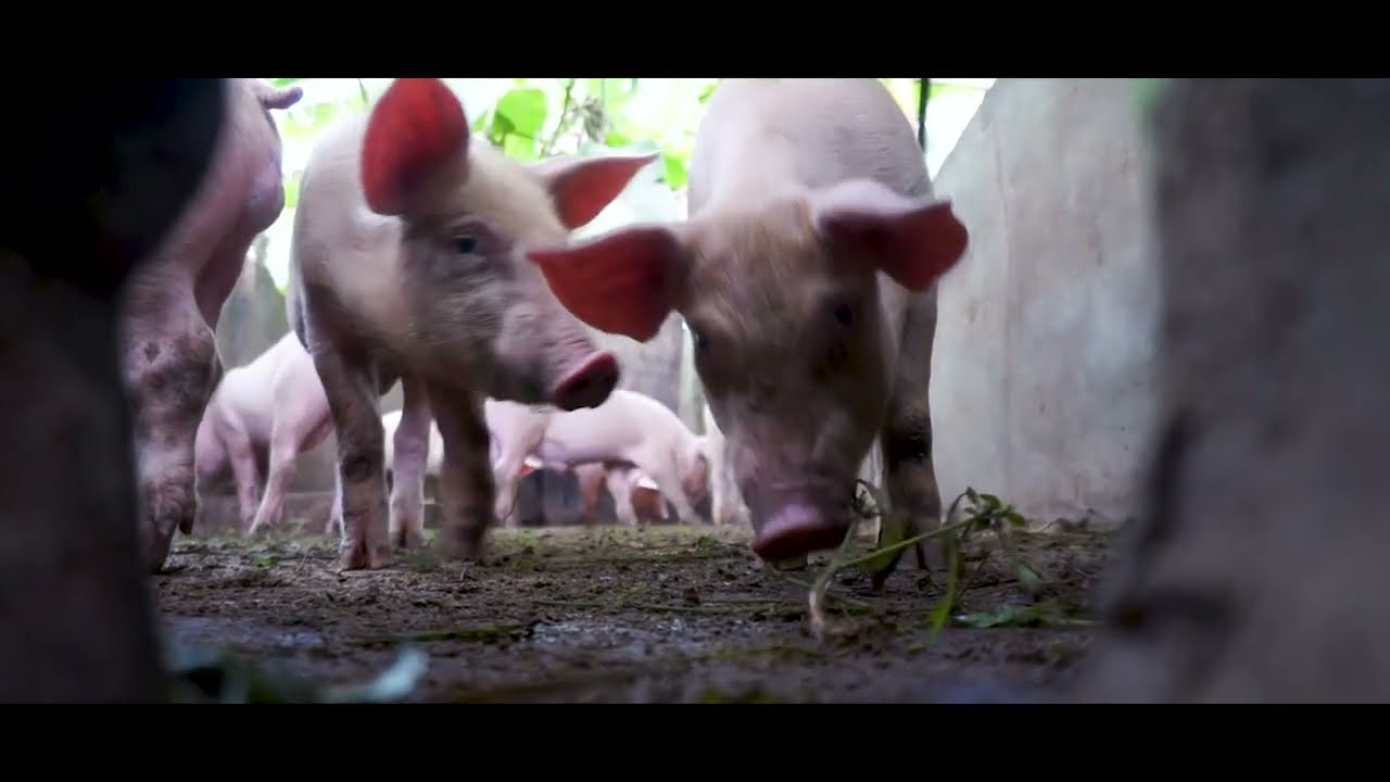 Why Are Piglets So Playful? Exploring Young Pig Behaviors 