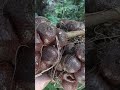 waktunya panen salak