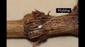 Inspecting green-growing vines for vine mealybug