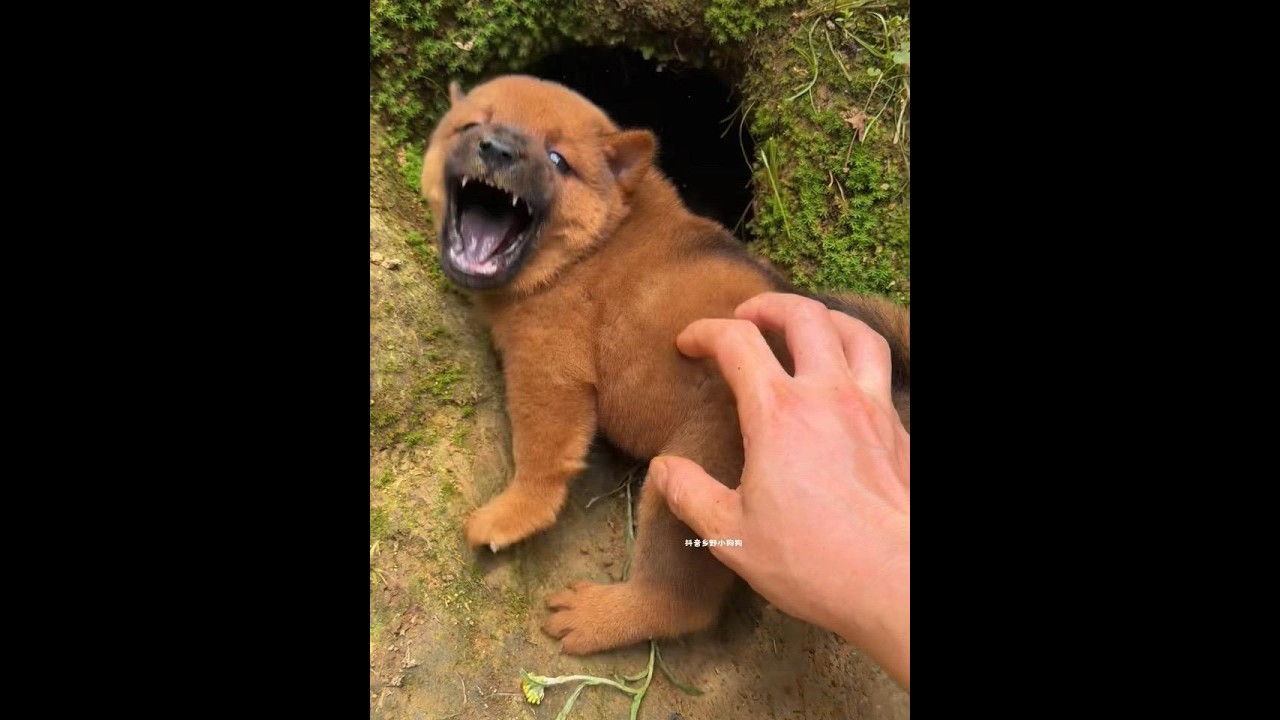 A puppy that loves to drink milk