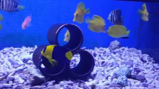 20170118 新進靚魚+庫存