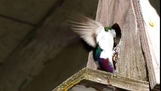Violet-Green Swallow feeding young