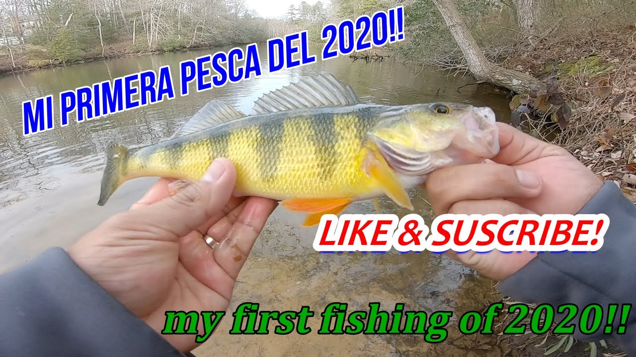 pesca de yellow perch//FISHING FOR YELLOW PERCH 