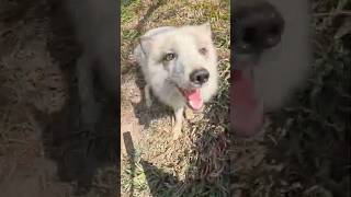Lovely 🦊🥰     Wild Forest Animal School in Kaohsiung, Taiwan     #shorts
