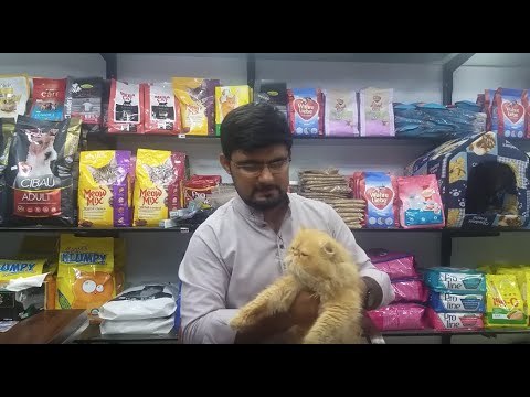 Picky punch cat HSN Entertainment - YouTube