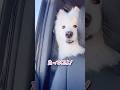 パパがいなくなると猛烈に泣くサモエドが可愛すぎる #サモエド #samoyed #大型犬