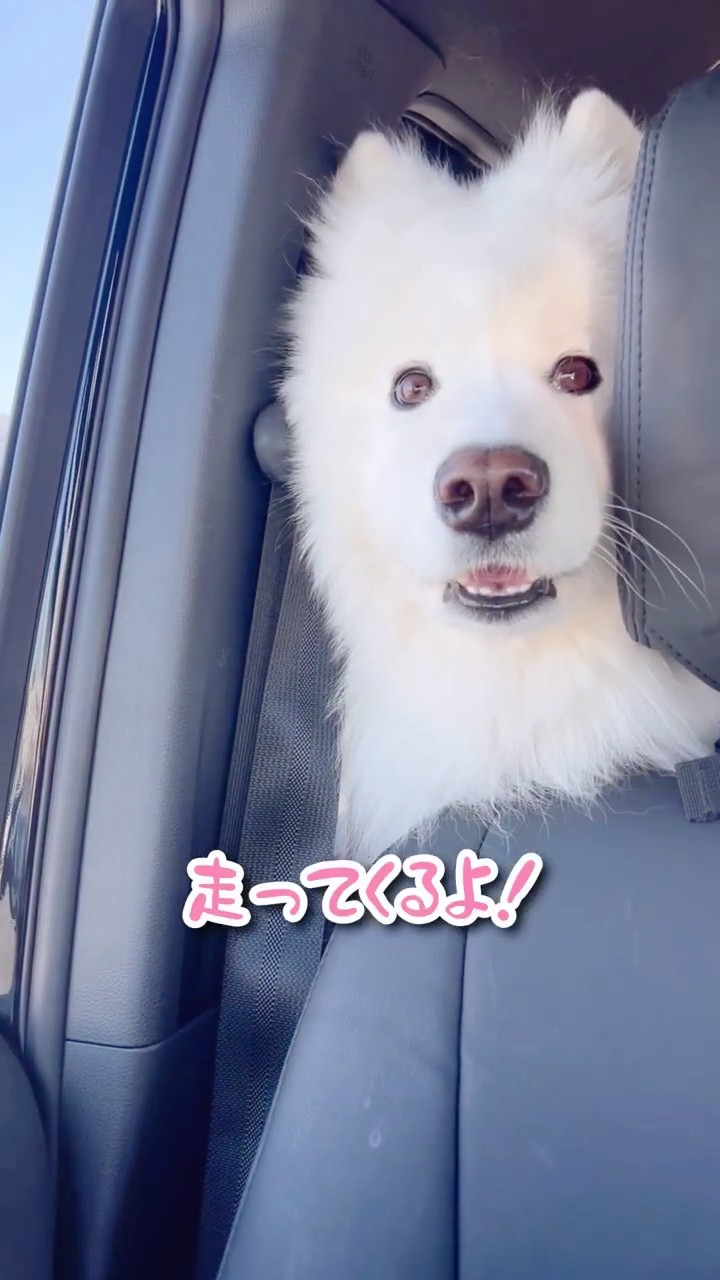 パパがいなくなると猛烈に泣くサモエドが可愛すぎる #サモエド