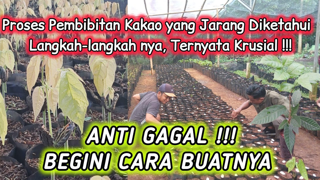 Panduan Pembibitan Kakao I Benih Kakao
