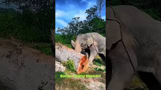 Natures Beautiful Animal Evolution