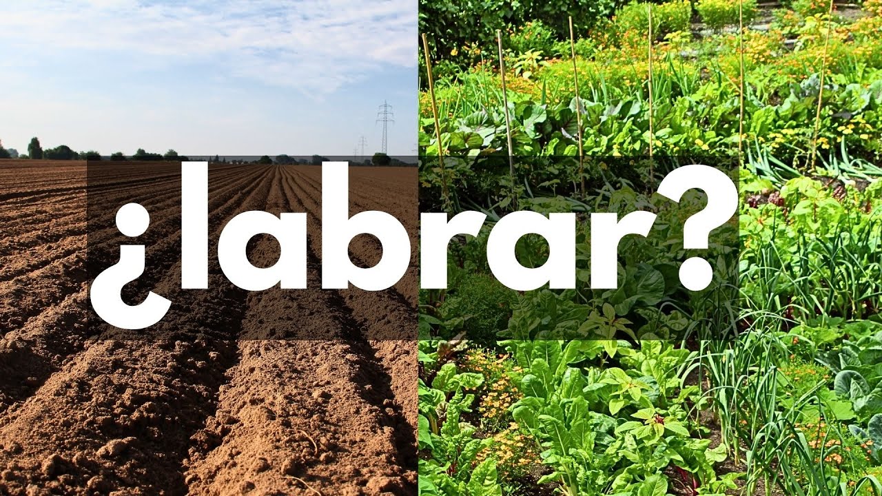 Por qué dejar de LABRAR [no dig] - YouTube